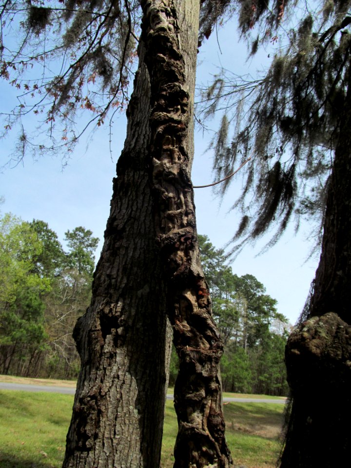 Photo-OutdoorImage-Tree-Twist