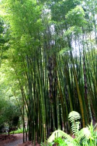 Phyllostachys edulis - Trebah Garden - Cornwall, England - DSC01449