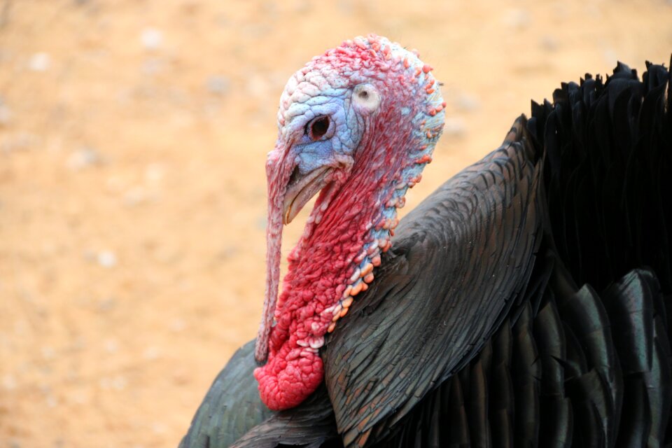 Turkey animal nature