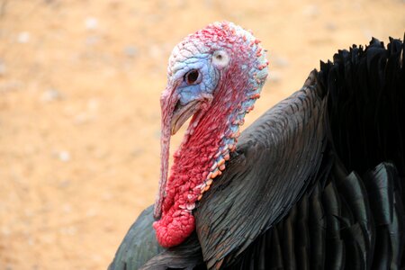 Turkey animal nature photo