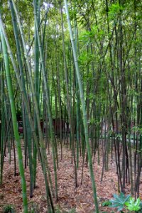 Phyllostachys tianmuensis - Wangjianglou Park - Chengdu, China - DSC05931