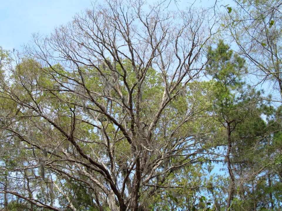Photo-OutdoorImage-Adobe-Tree-Branches-in-Air