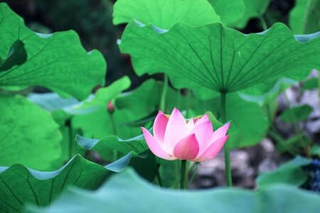 Lotus leaf green views photo