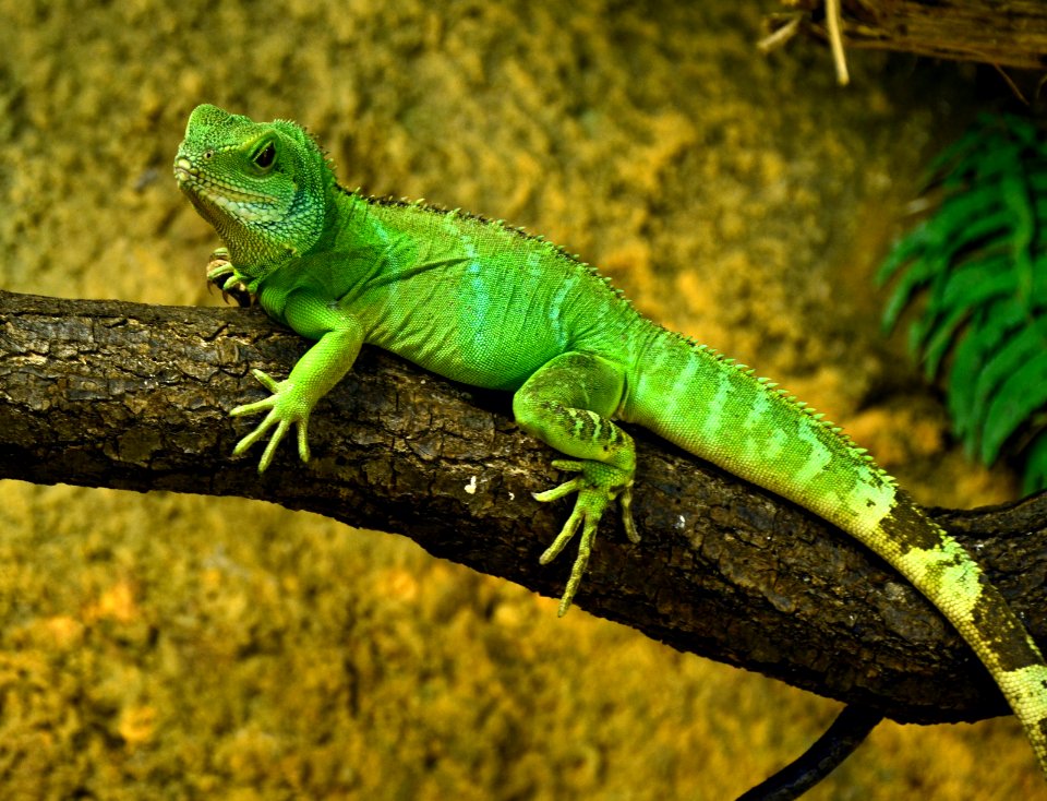 Physignathus cocincinus Zoo Amneville 28092014 2