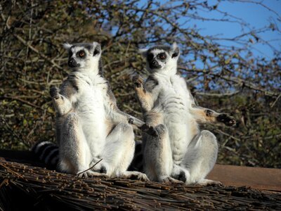 Wildlife animal ring tailed lemur photo