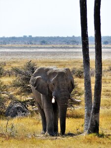 Pachyderm proboscis africa photo