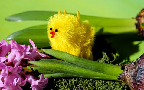 Chicken yellow cute photo
