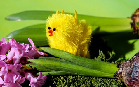 Chicken yellow cute