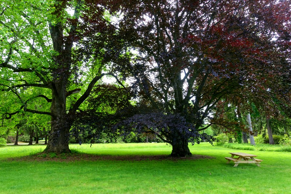 Pierce Meadow - Doyle Community Park & Center - Leominster, Massachusetts - DSC06278