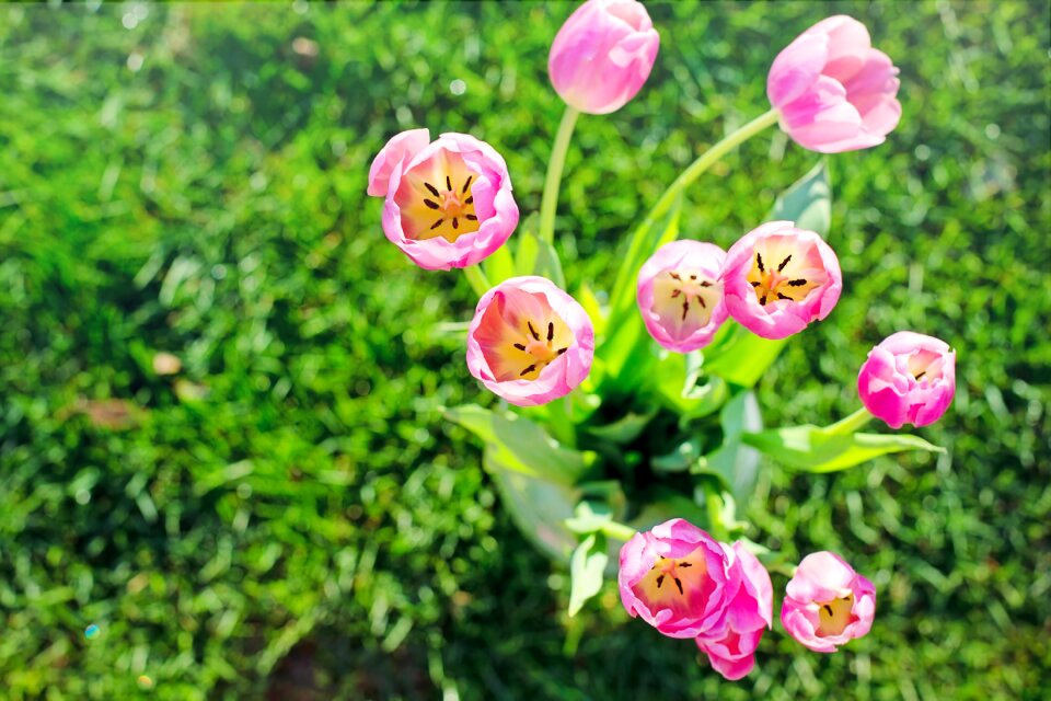 Flowers floral nature