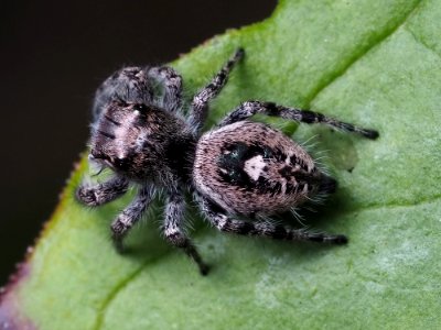 Phidippus putnami female 05