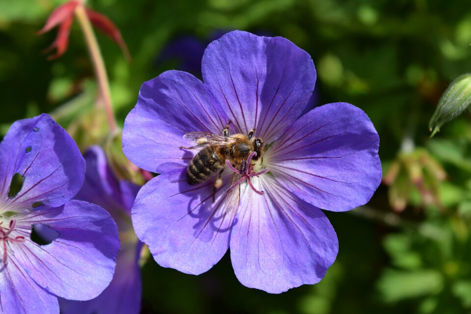 Bee insect pollination photo