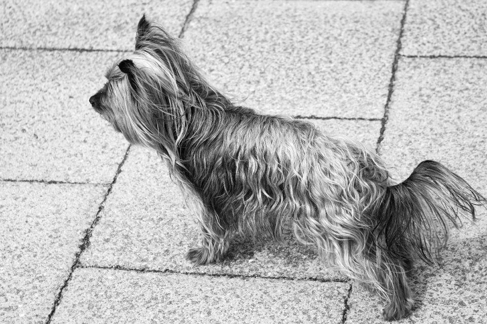 Domestic animal pet doggie