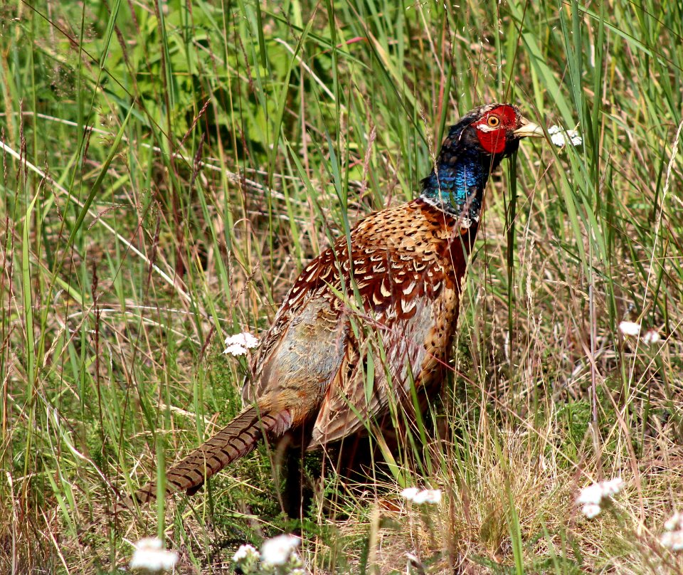Phasianus colchicus Haukipudas 20120722 01