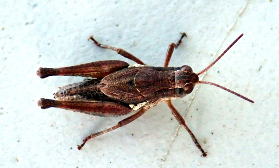 Phaulacridium marginale 59405037