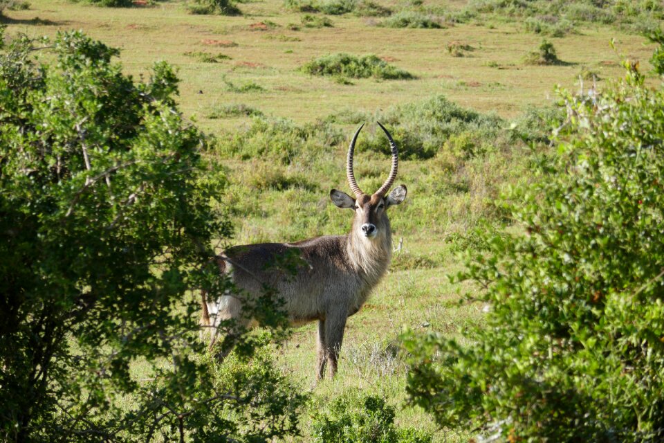 Safari south africa fauna