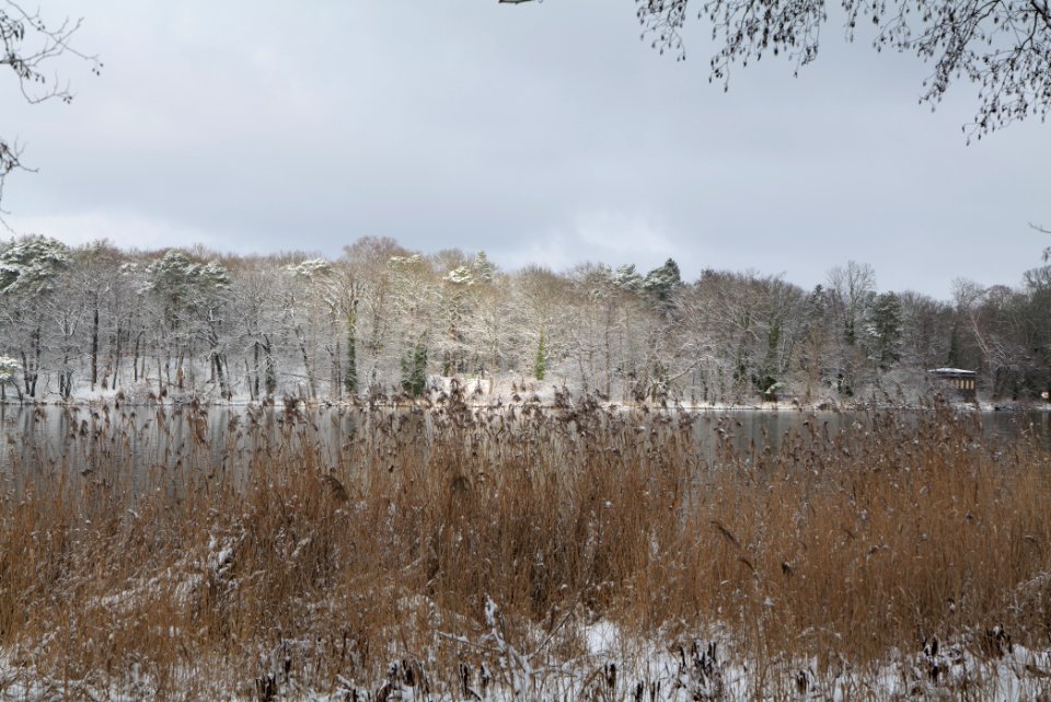 Pfaueninsel from Düppeler Forst with snow 2021-01-30 21