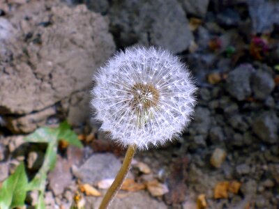 White seed flower photo