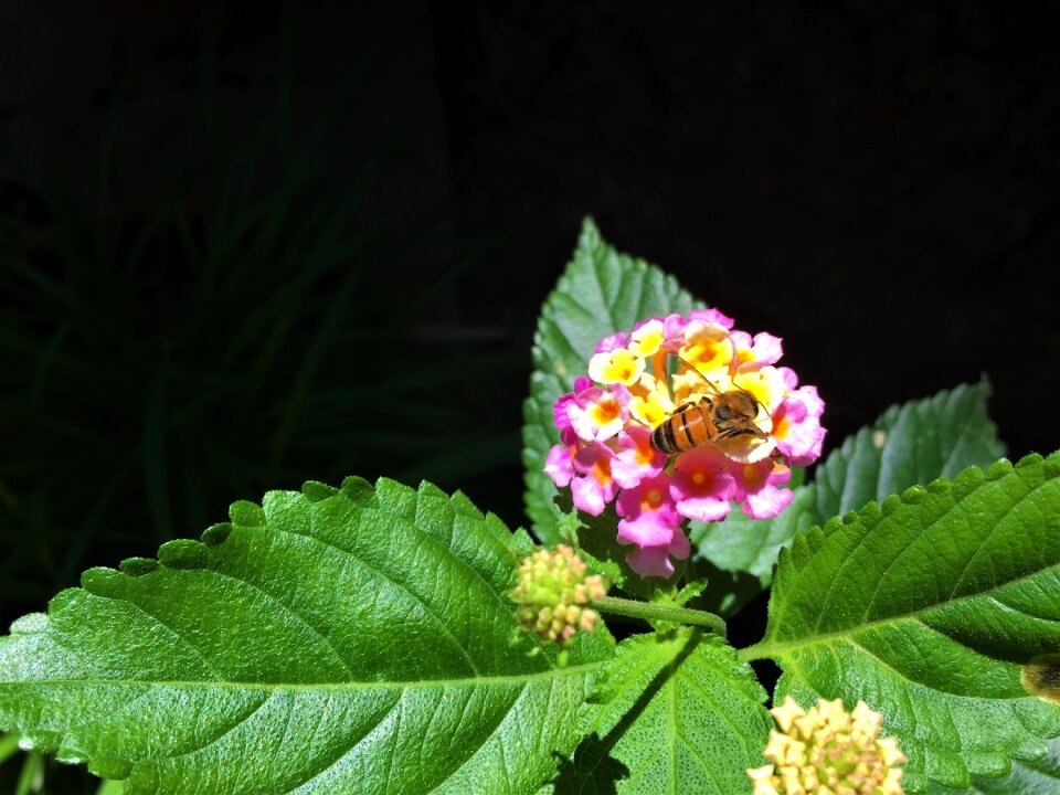 Green colorful wild