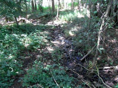 Pfingstborner Bach Zufluss Im Pfingstborn R0017326