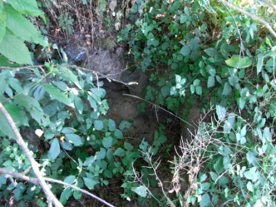 Pfingstborner Bach Zufluss Im Pfingstborn unten Beginn R0017341