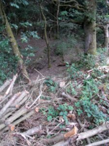 Pfingstborner Bach Tal unter Waldteich R0017049