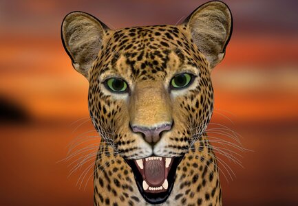 Big cat predator wildcat