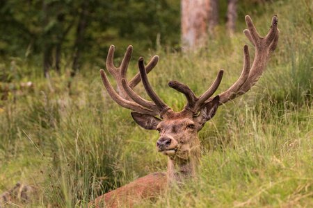 Antler antler carrier real deer