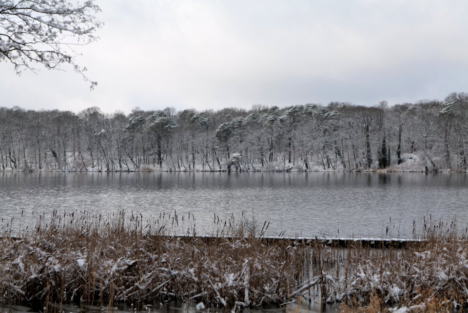 Pfaueninsel from Düppeler Forst with snow 2021-01-30 22