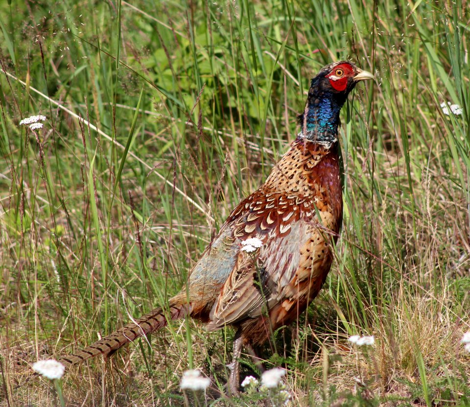 Phasianus colchicus Haukipudas 20120722 02