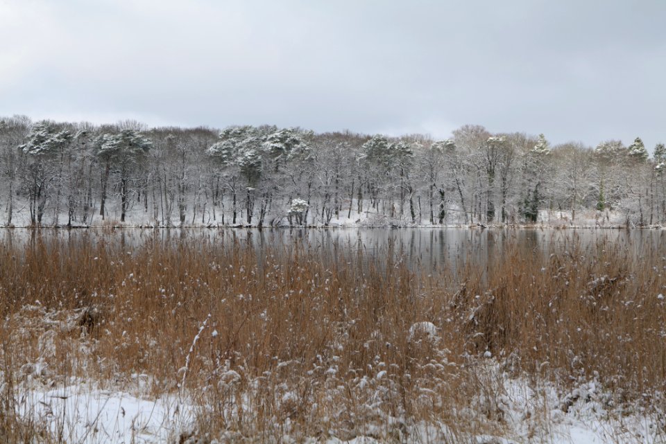 Pfaueninsel from Düppeler Forst with snow 2021-01-30 19