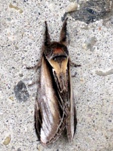 Pheosia tremula (Swallow Prominent), Arnhem, the Netherlands