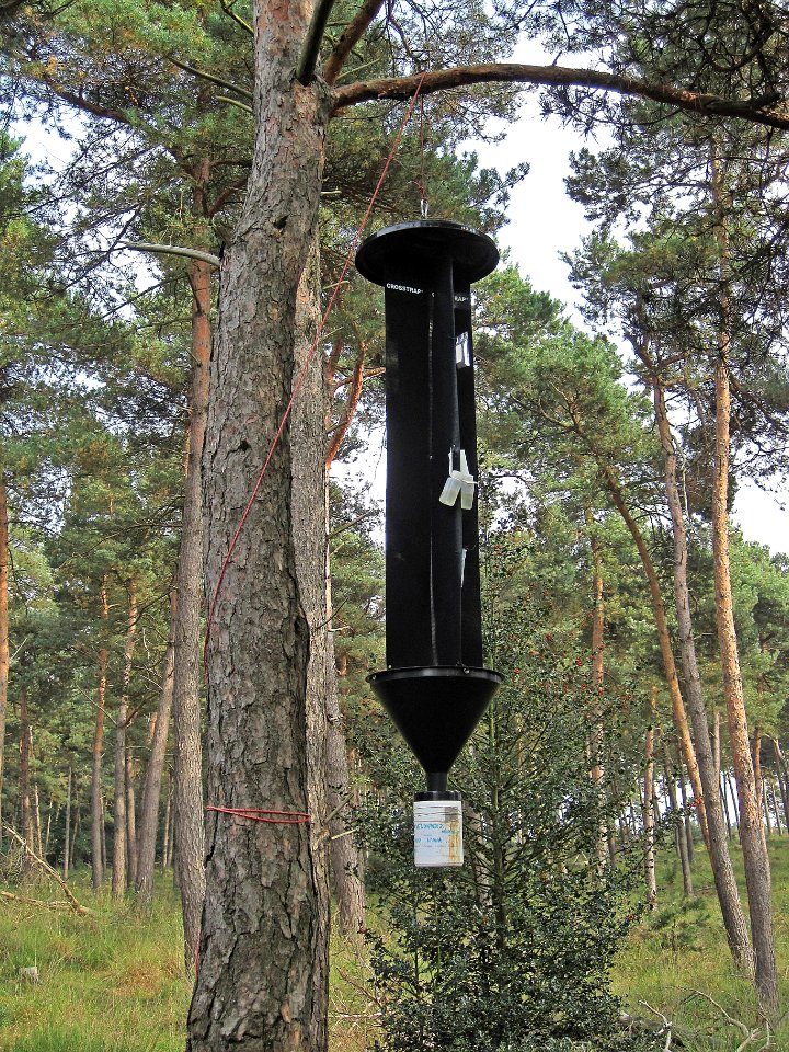 Pheromone trap, Mookerheide, the Netherlands