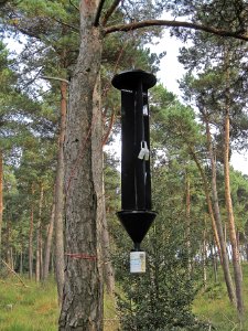 Pheromone trap, Mookerheide, the Netherlands