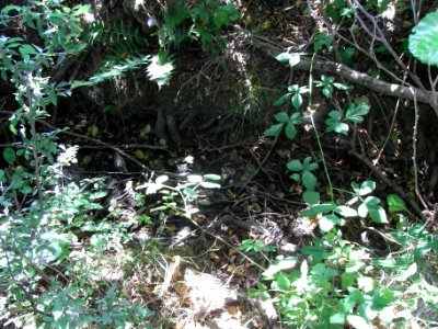 Pfingstborner Bach am Eichwäldchen R0017206