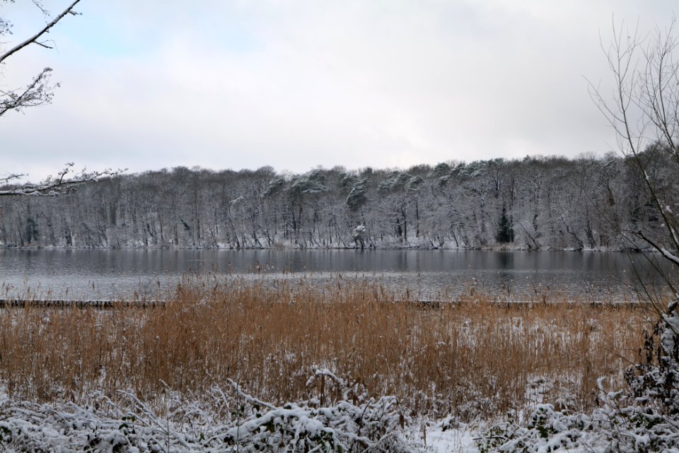 Pfaueninsel from Düppeler Forst with snow 2021-01-30 25