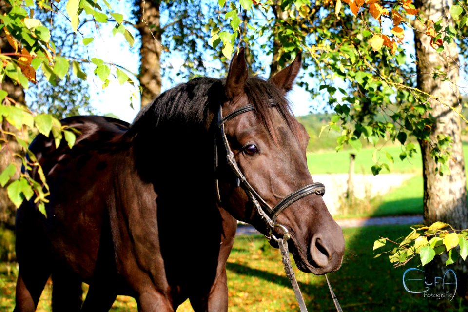 Pferd Herbst 2016 (195180687)