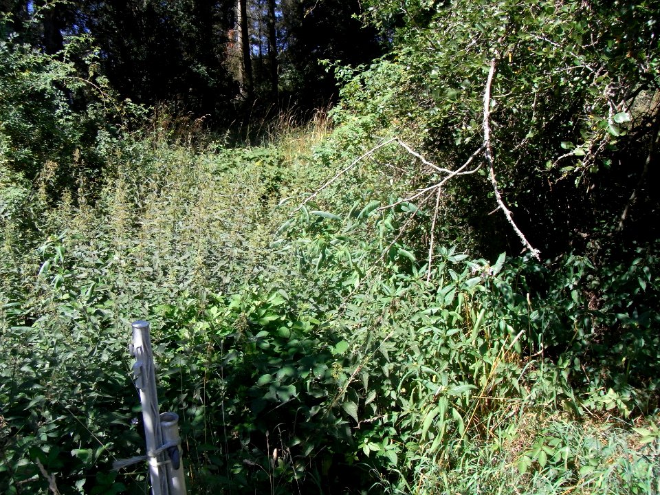 Pfingstborner Bach Zufluss Eichwäldchen R0017199