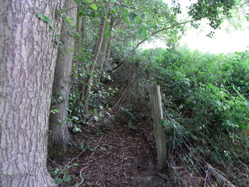Pfingstborner Bach Zaun und Erlen rechts ober Pfaffenwiesbach R0017071