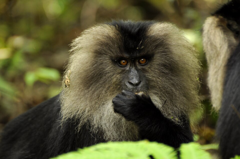 Lion macaque monkey