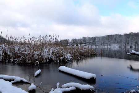 Pfaueninsel from Düppeler Forst with snow 2021-01-30 08