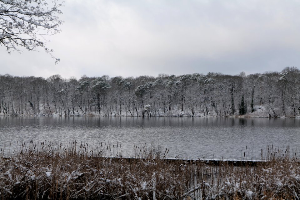 Pfaueninsel from Düppeler Forst with snow 2021-01-30 23