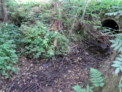 Pfingstborner Bach Auslass Weg und Mündung Graben oben in Pfaffenwiesbach R0017075