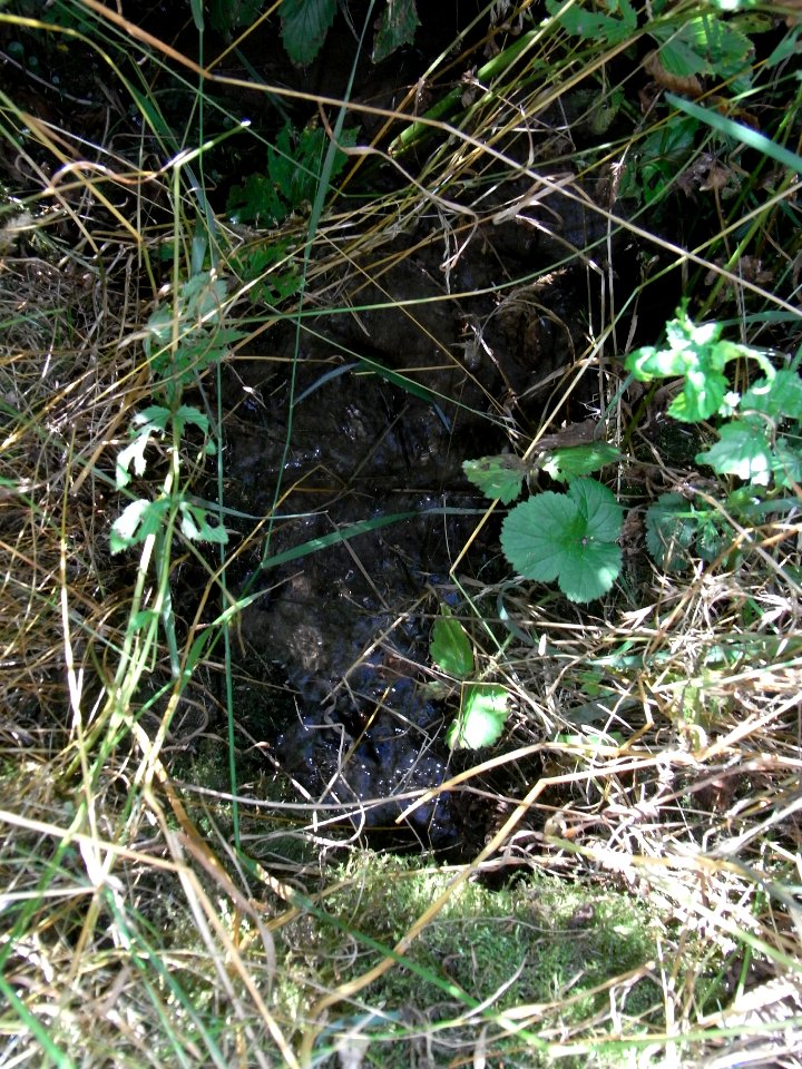 Pfingstborner Bach Zufluss Im Pfingstborn am Weg Auslass R0017276