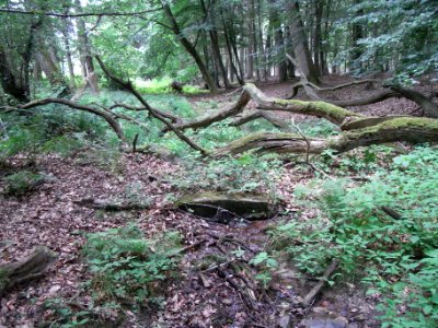 Pfingstborner Bach "Quelle 2" R0017032