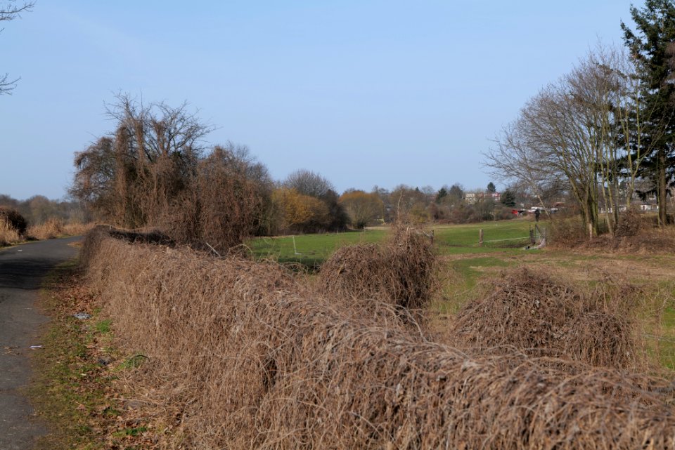 Pferdekoppel Zehlendorf 2021-02-24 04