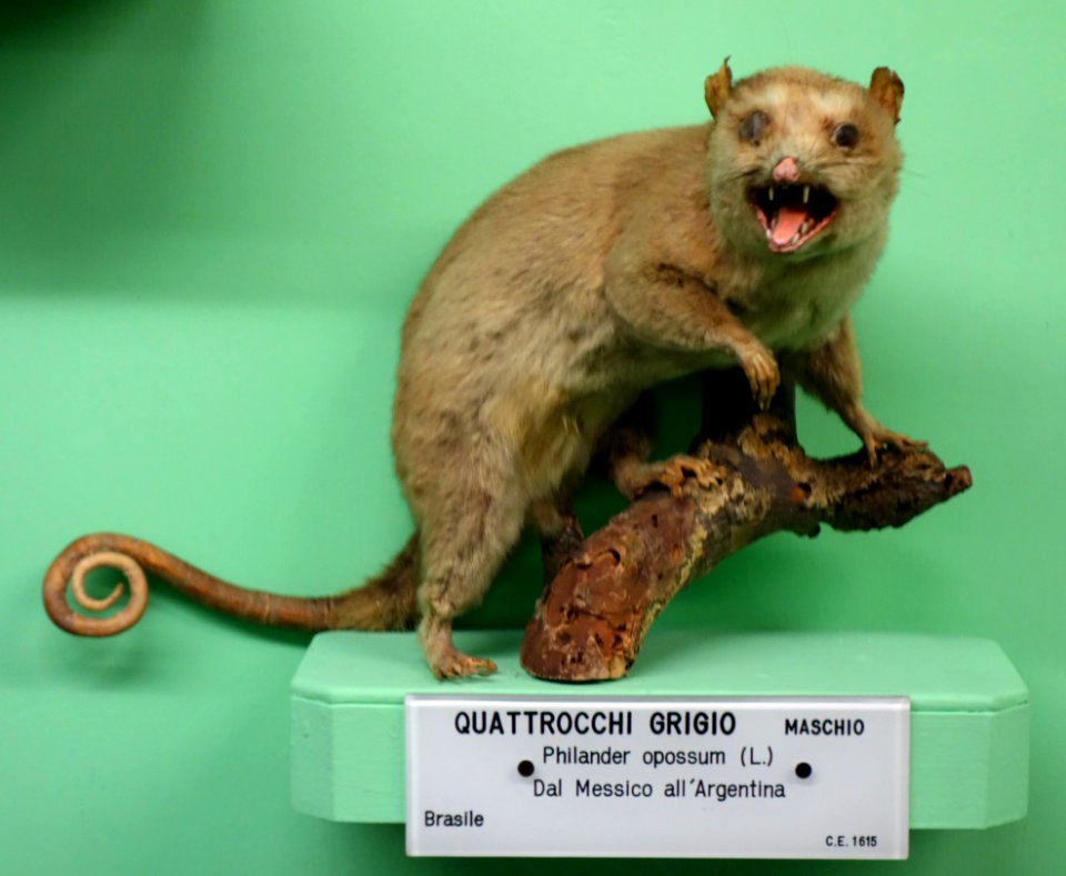 Philander opossum - Museo Civico di Storia Naturale Giacomo Doria - Genoa, Italy - DSC02974