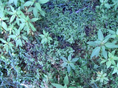 Pfingstborner Bach Sickerquellen Im Röhrborn R0017181