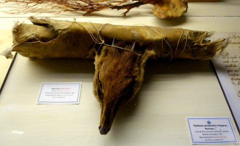 Philantomba monticola skin preparation - Museu da Ciência da Universidade de Coimbra - University of Coimbra - Coimbra, Portugal - DSC09266