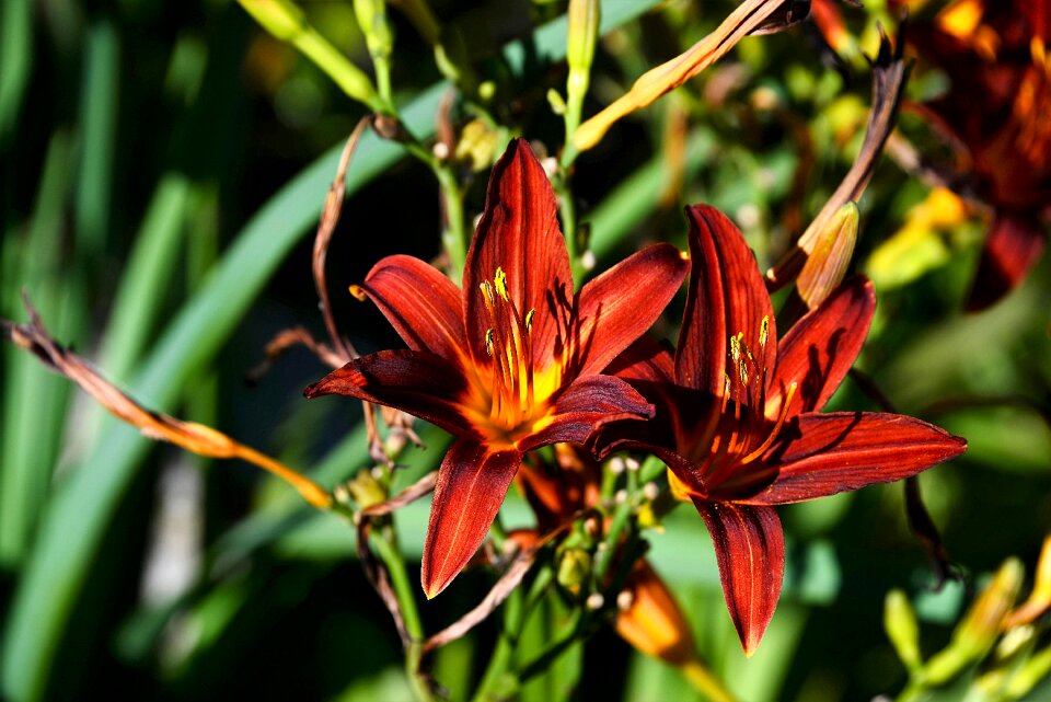Garden close up blossom